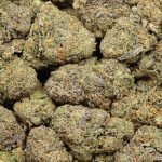 Four Star General Strain: Potent Indica for Deep Relaxation