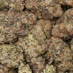 Gorilla Glue #4 Strain: Potent Hybrid with Lasting Effects