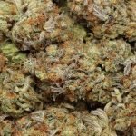 Grape Soda Strain: Sweet Indica with Relaxing Effects