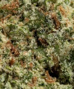 Papaya Punch in India – Strain Profile, Effects & Legal Alternatives