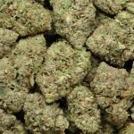 Pink Gas Strain: Indica Effects, Aroma & Benefits