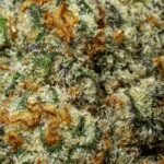 Cap Junky cannabis strain India”