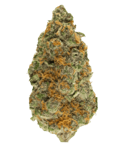 Explore the Lizard Burger strain—an exotic hybrid with powerful effects, bold flavor, and unique genetics. See why it’s becoming a top pick for cannabis fans.