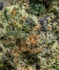 Descriptions Wedding Cake is a beloved indica-dominant hybrid strain that delivers a perfect balance of flavor and potency. Bred from Triangle Kush and Animal Mints, it features a sweet, vanilla cake-like aroma with earthy undertones—living up to its name in both scent and taste. With THC levels often exceeding 25%, Wedding Cake provides a powerful yet smooth high. Expect a calming body buzz paired with a euphoric, uplifting head high—ideal for stress, anxiety, and chronic pain relief. Its dense, frosty buds and rich terpene profile make it a top-shelf pick for both recreational and medical cannabis users. Perfect for evening use or unwinding after a long day, Wedding Cake delivers a dessert-like experience that’s both indulgent and effective.